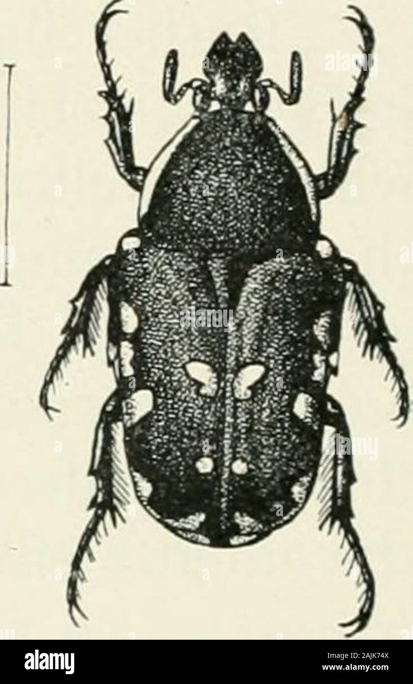 Indian forest insects of economic importance Coleoptera . FIG. 54.—Oxyce-tonia versi-color, var. a.(From F. B. I.) Not very much appears to beknown about theLife History. life history of this insect. The beetle is very common in July and Augustin Dehra Dun, when it feeds upon thepetals of roses and occasionally theHibiscus.. FIG. 55.— Oxyce-tonia versi-color, var. d.(From F. B. I.) OREODERUS.Oreoderus gravis, Arr. REFERENCE.—Arr. Faun. B&gt;-. Ind. Lamell. i, p. 288. Habitat.—South Coimbatore, Madras. Trees Attacked.—Bamboos (Dendrocalamus strictus and Bambusa arun-dinacea). Mount Stuart, Sout Stock Photo