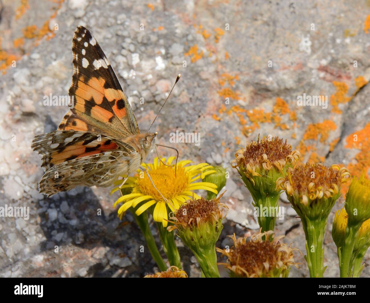 Painted lady butterfly (Vanessa cardui) nectaring on Golden samphire (Inula crithmoides) flower, by coastal rocks, The Gower, Wales, UK, August. Stock Photo