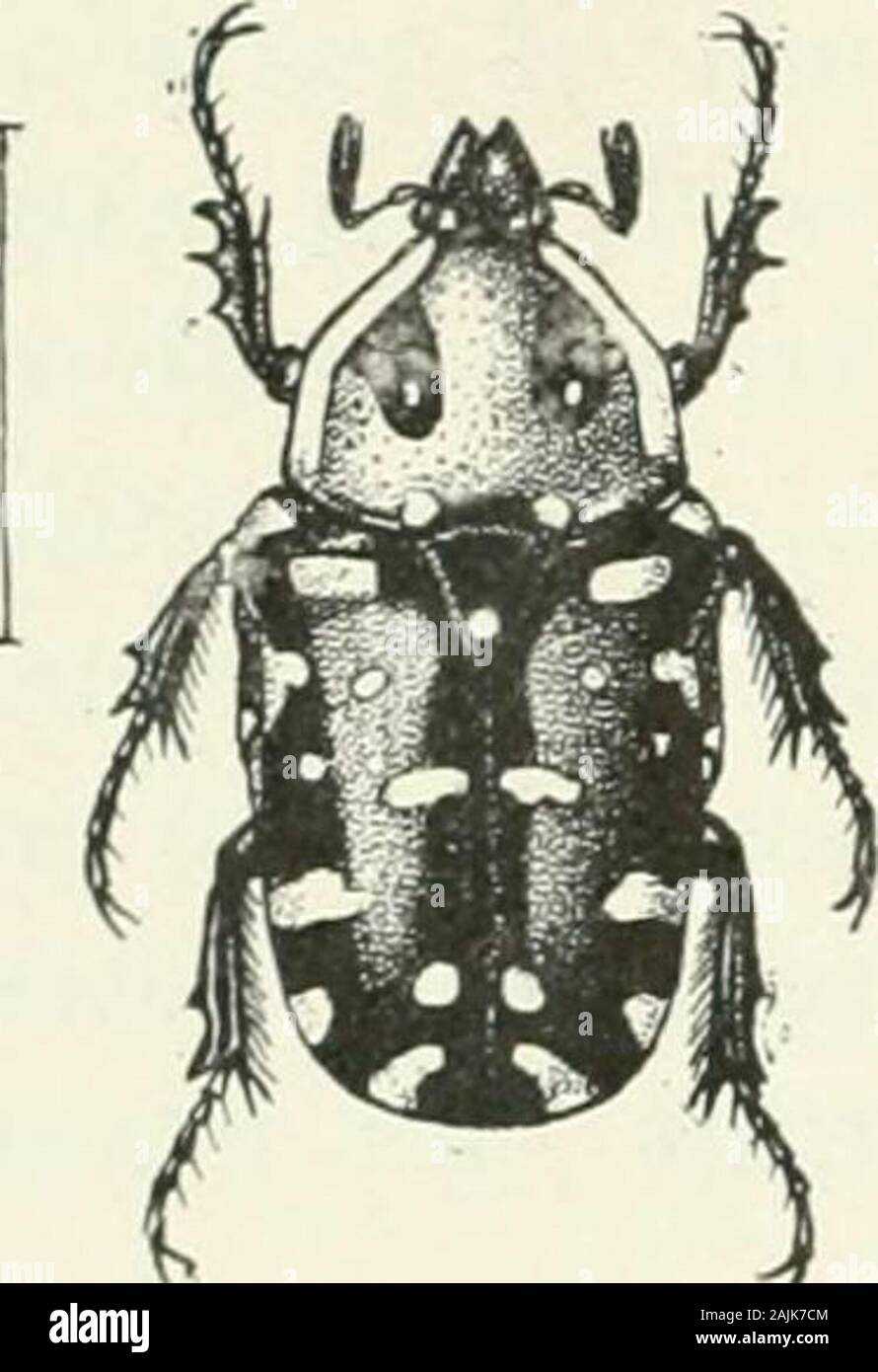 Indian forest insects of economic importance Coleoptera . FAMILY SCARABAEIDAE OXYCETONIA. Oxycetonia versicolor, Fabr. REFERENCE.—Fabr. Syst. Ent. 1775, P- 5i ! Schaum. Ann. Soc. Ent. Fr. 1849, P- 264. Habitat.—Dehra Dun. Common in the plains.Tree Attacked.—Rose-bushes. Beetle.—Shining, small, reddish coppery ; margins of thorax, elytra, also along thesuture of the elytra, green ; dorsal surface ofthe insect covered with small white spots,being especially numerous on the elytra.Length, 18 mm.. FIG. 54.—Oxyce-tonia versi-color, var. a.(From F. B. I.) Not very much appears to beknown about theLi Stock Photo