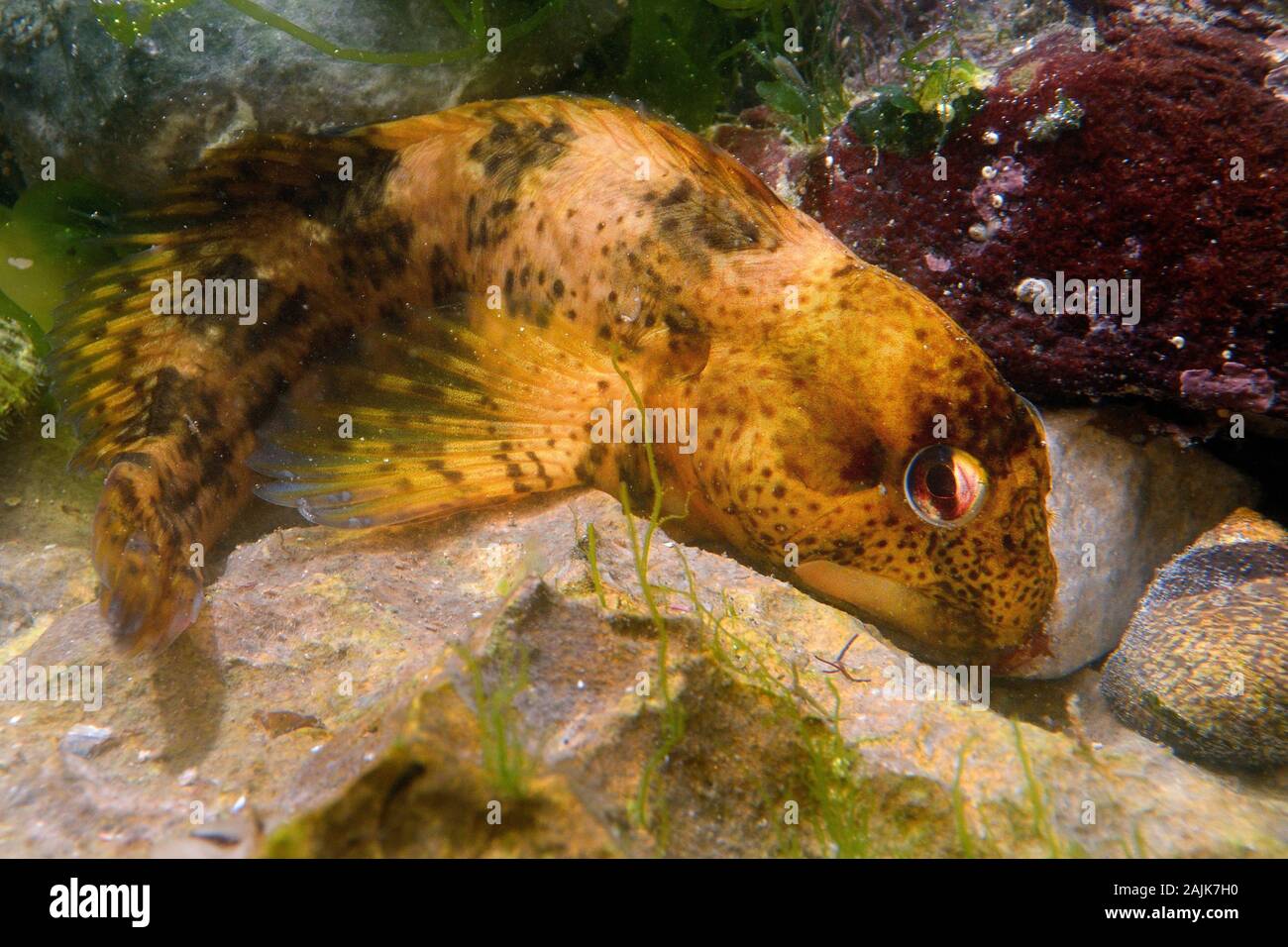 Common Blenny / Shanny (Lipophrys pholis) in a rock pool among red and green algae, The Gower, Wales, UK, August. Stock Photo