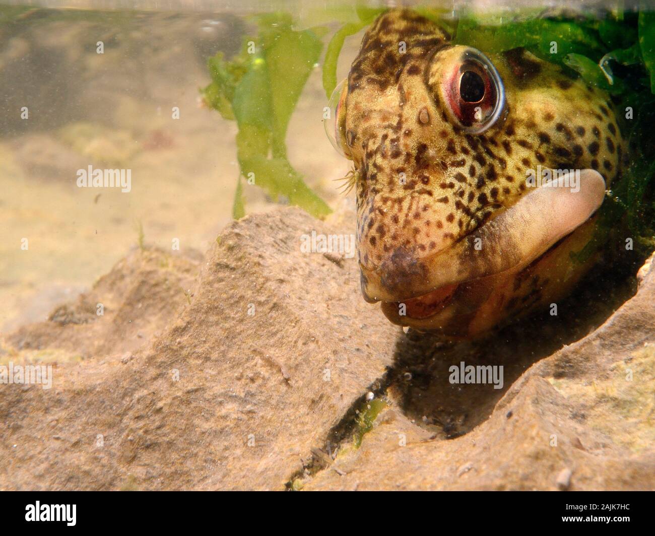 Close up view of a Common Blenny / Shanny (Lipophrys pholis) in a rock pool among green algae, The Gower, Wales, UK, August. Stock Photo