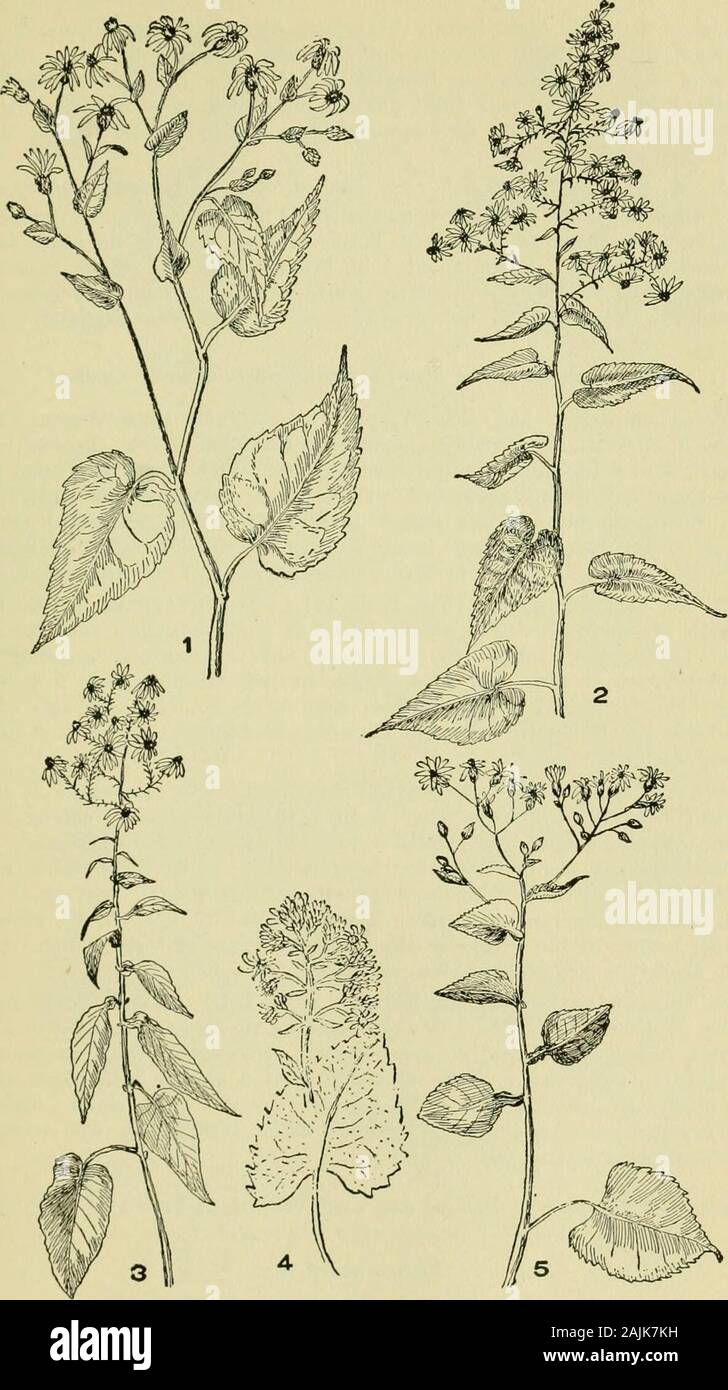An illustrated guide to the flowering plants of the middle Atlantic and New England states (excepting the grasses and sedges) the descriptive text written in familiar language . erous, small, in broad diffuse clus-ters. Uracts of the involucre linear, hairy, green at the tips, which arespreading. Rays 20 to 30, clear blue. Moist grounds, Mass., southernNew York, Penn. Sept.-Oct. 23. A. laevis, L. (Fig. 2, pi. ISO.) Smooth Aster. Whole plantvery smootii. Stem 2 to 4 ft. high, the branchlets usually quite short,terminated by a showy (lower head. Leaves shining, oblong, rounded atapex, clasjiing Stock Photo