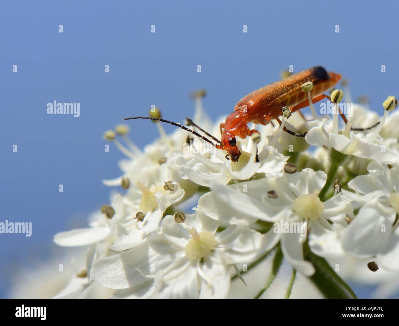 Common red soldier beetle / Blacktipped soldier beetle (Rhagonycha