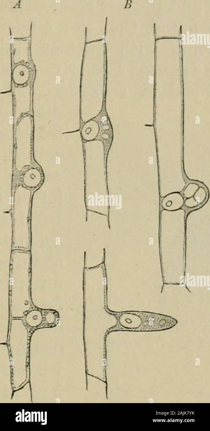 General physiology; an outline of the science of life . erpart to these pheno-mena of the ingestion of sub-stance on the part of thenucleus. Here certain relationsexist toward the substancesproduced, which are whollyanalogous to those existing inova toward ingested substances.In the eggs of certain water-bugs, Nepa and Ranatra, thereoccur peculiar chitinous ap-pendages, the so-called egg-rays, which are formed by cellsespecially differentiated for thispurpose. These cells, of whicheach two unite into a singlecell with two nuclei, termedby Korschelt a double cell,assume a considerable size and Stock Photo