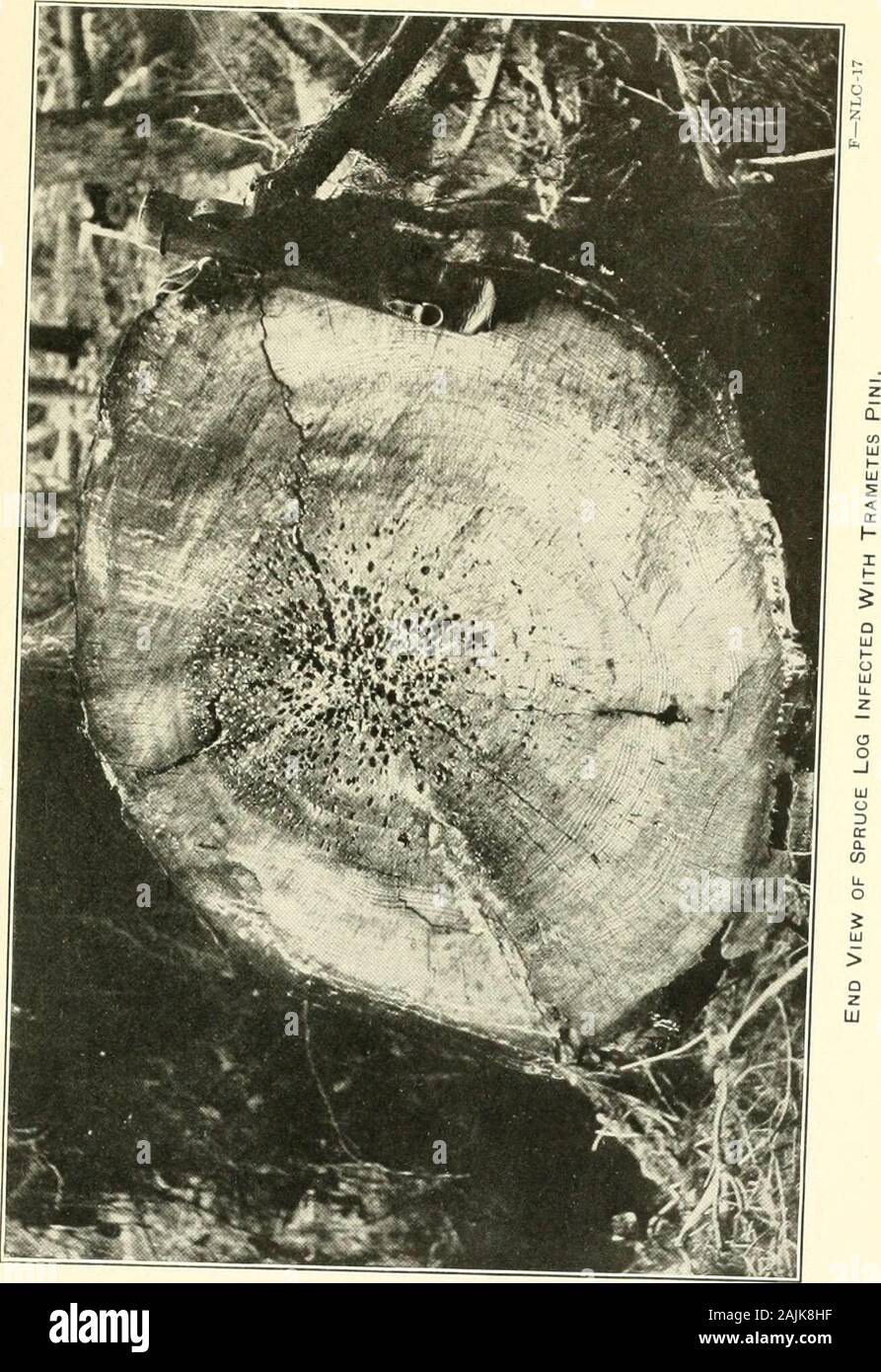 Sitka spruce: its uses, growth and management . pruce se^rdliiigs, averaged forall sites in Oregon and Washington. [Based on 2,102 sectional measurements of 322 trees.] Age. Height. Currentamiualgrowth. Age. Height. Currentannualgrowth. Years.I Fe&lt;t.0.2.51.01.62.22.8:i. .54.45.4 Feft.0.2.3 ..i .6.6.6.7.!)1.0 10 Years. Feet.6.68.09.812.014.417.220.223.4 Feet.1.2 1.8 2.2 2.6 6 2.8 7 3.0 8 17 . 3.2 9 After the early years, growth increases rapidly and is maintainedat a good rate until late in life. In the sapling stage a growth of 3feet and over a year is not unusual. At the age of 50 the aver Stock Photo