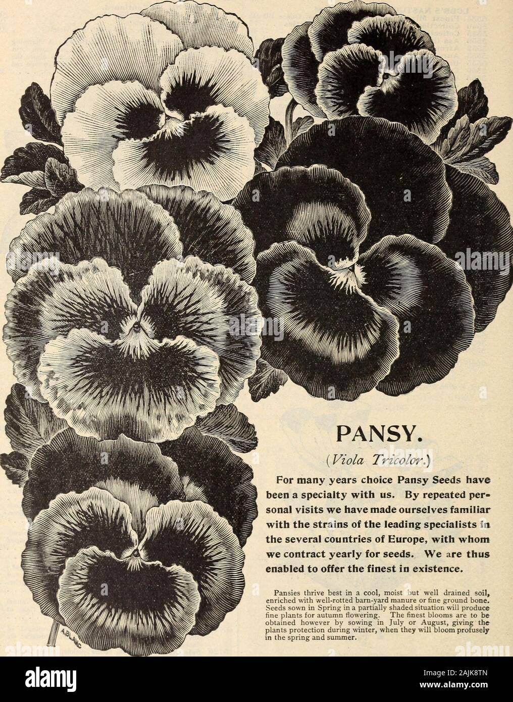 Farquhar's catalogue of seeds 1900 : plants, bulbs tools fertilizers, sundries . Flowers purple and white 05 5695 NIGELLA Damascene (Love=ln-A-Mist.) Showy half-hardy annual, with elegant cut foliage andinteresting little blue flowers. Height eighteen inches. .055700 Hispanica. Purple • 05 5710 NOLANA. Finest flixed. Trailing hardy annualwith large blue and white flowers resembling those ofthe Mor?iing Glory O5 5715 NYCTERINIA Capensis. Half-hardy annual ofdwarf growth with white sweet-scented flowers ; sixinches 05 5720 Selaginoides. Pink, centre yellow, three inches. 06 5725 NYJIPH/EA. (Wate Stock Photo