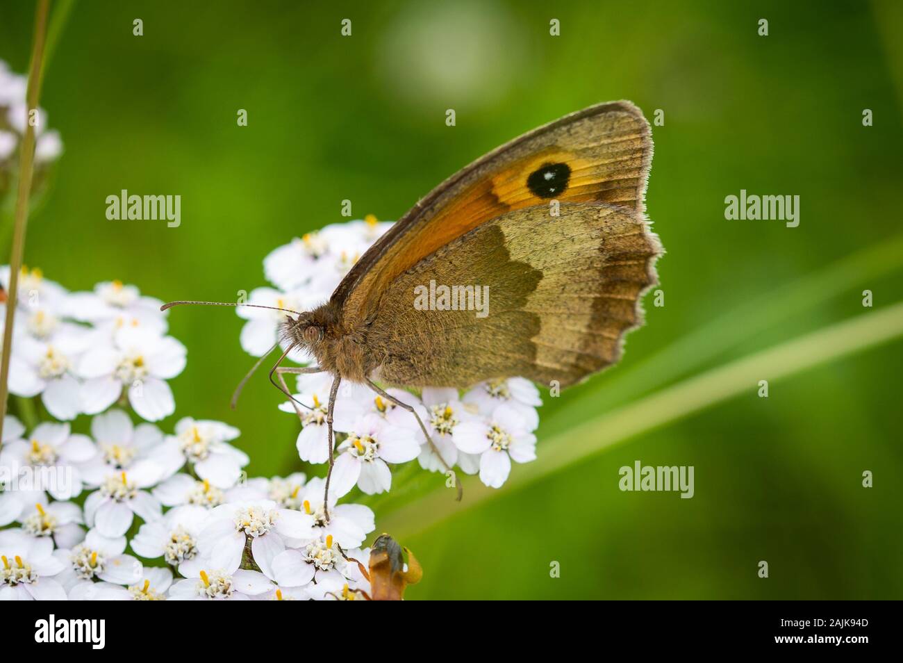 Meadow Brown butterfly on a white flower Stock Photo