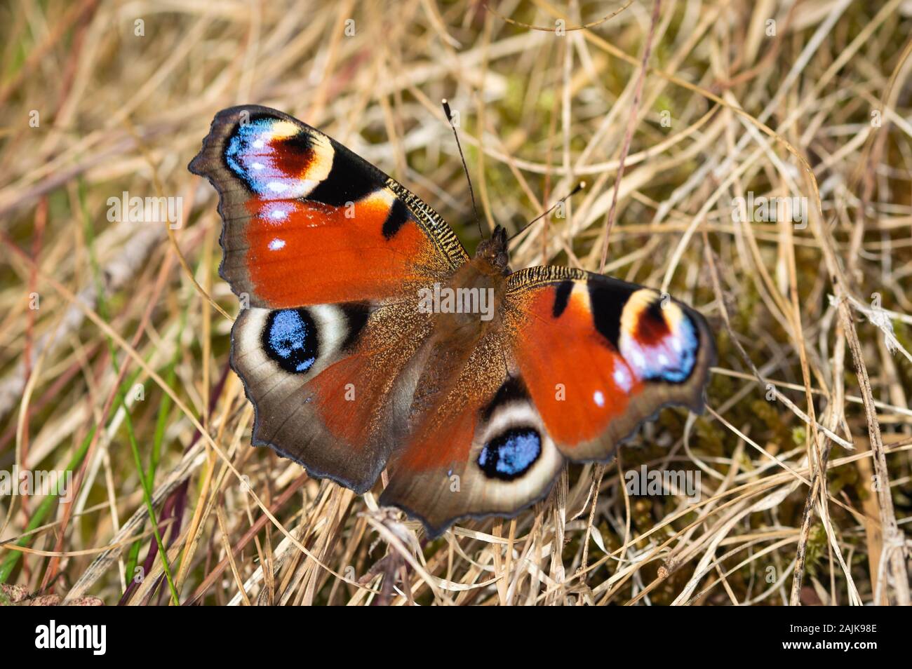 Peacock butterfly on dried grass Stock Photo - Alamy