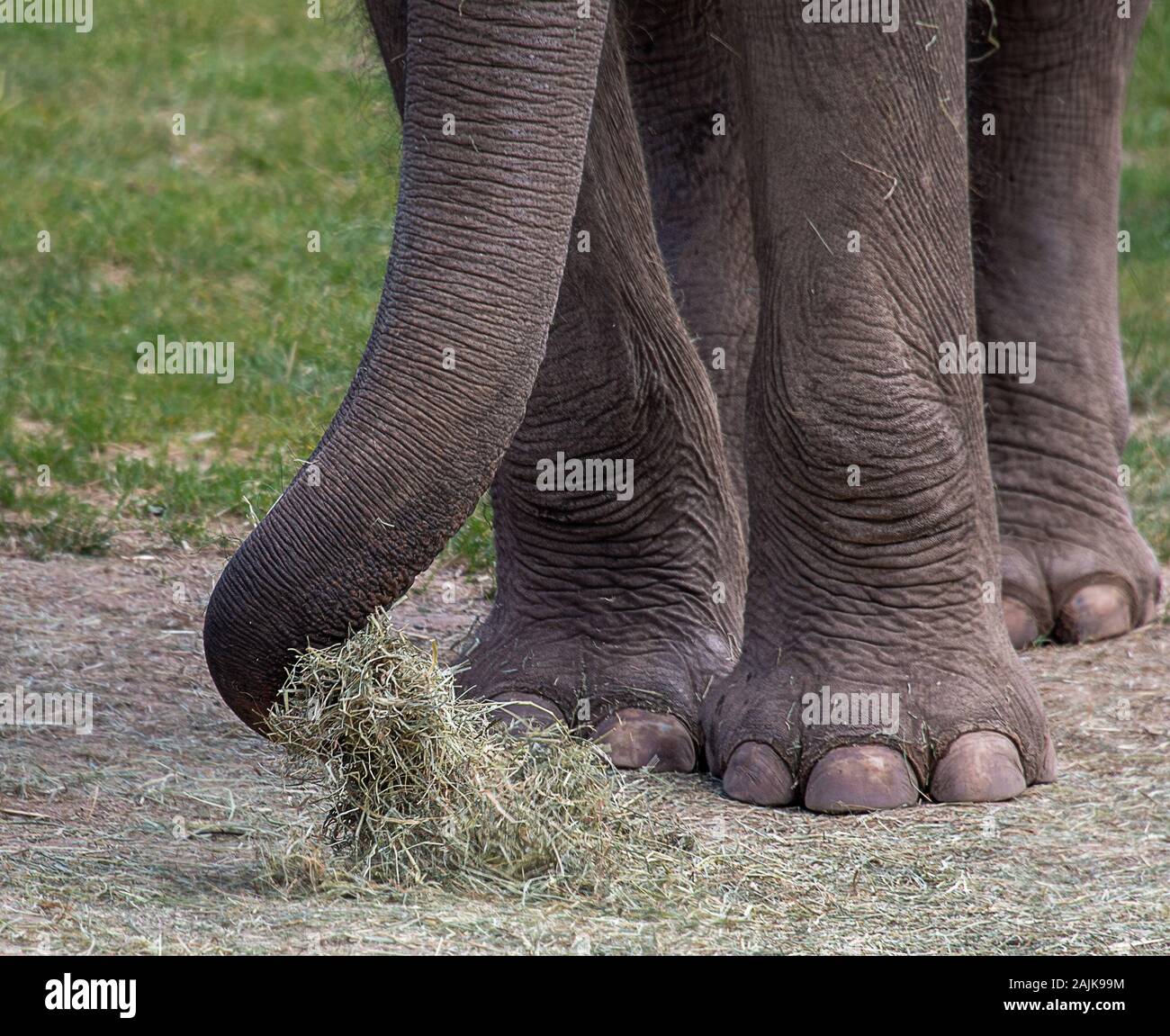 A close up of the legs and trunk of an elephant. The trunk is collecting hay off the floor Stock Photo