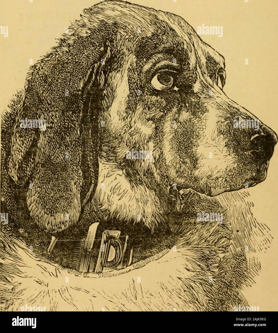 English staghound sales