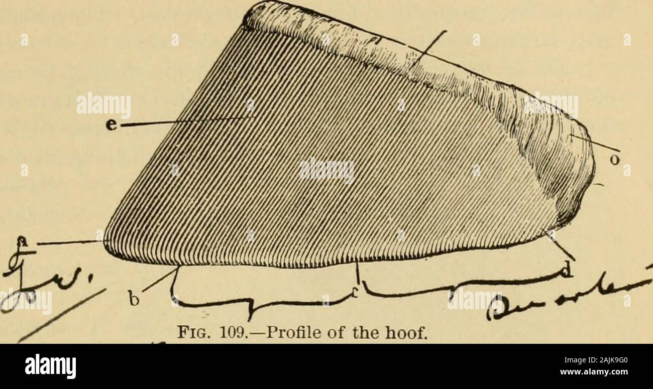 The exterior of the horse . Fig. 108.—Foot viewed in front. &gt;  Bracy-Clark, Recherches sur la construction du sabot du cheval. THE FOOT.  317 it is moulded, and folded from behind forward