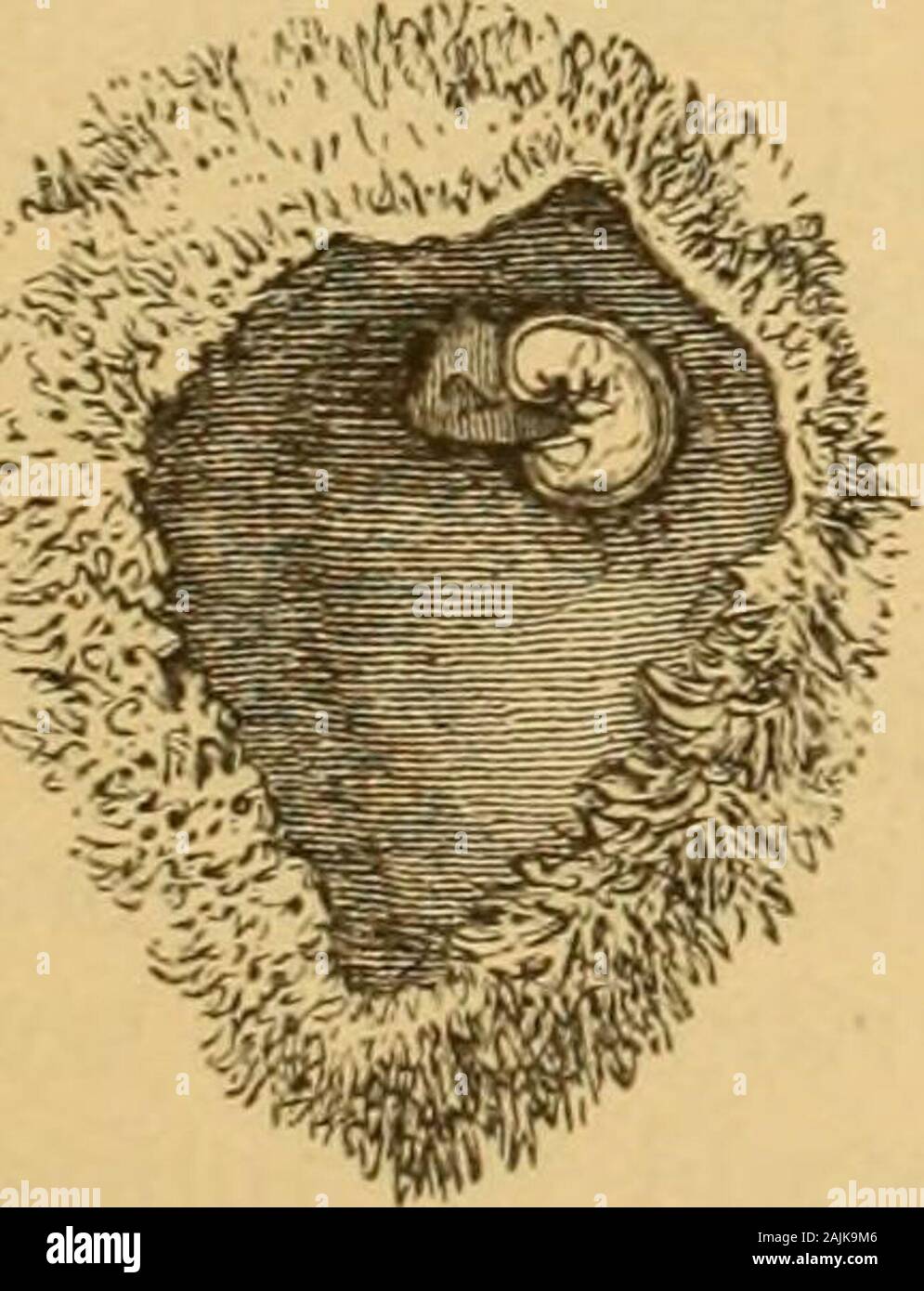 A manual of practical obstetrics . Human ovum during third week. A. Amnion. A. s. Allantoic stalk.H. Heart. V. Bloodvessels of Y. s., the yolk sac, or umbilical vesicle.(From His, after Coste.) At the end of the third week the whole ovum is coveredwith chorial villi, and on cutting it open the embryo may beseen as represented, of natural size, in Fig. 33. Fig. 33.. Human ovum, with contained embryo, about the end of third week.(From Kolliker, after Allen Thompson.) The next, Fig. 34, page 86, represents a foetus near the endof the fifth week, magnified five diameters. 86 FECUNDATION AND NUTRIT Stock Photo