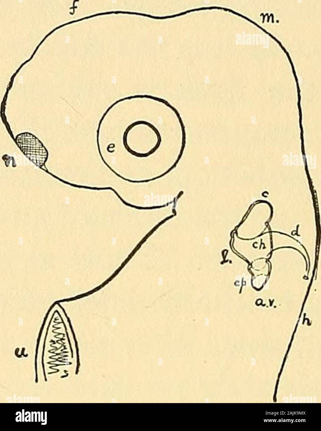 Journal of morphology . Cut j8. — The head of theembryo Smooth Dogfish(^Galeus canis), seen fromthe left side. Figure drawnfrom nature, magnifiedabout 20 times. Theflask-shaped auditory vesi-cle is shown prominentlyplaced above the gill re-gion. Letters as in thepreceding figure. a.v Auditory flask. e Eye. f Fore-brain. g Gill region. h Hind-brain. m Mid-brain. n Nose.. Cut ig.—The head of an older Sharkof the same species, viewed from theleft side. The figure, which wasdrawn from the living fish, showsthe internal ear well advanced in itsdevelopment. The rudiments of thesemicircular canals an Stock Photo