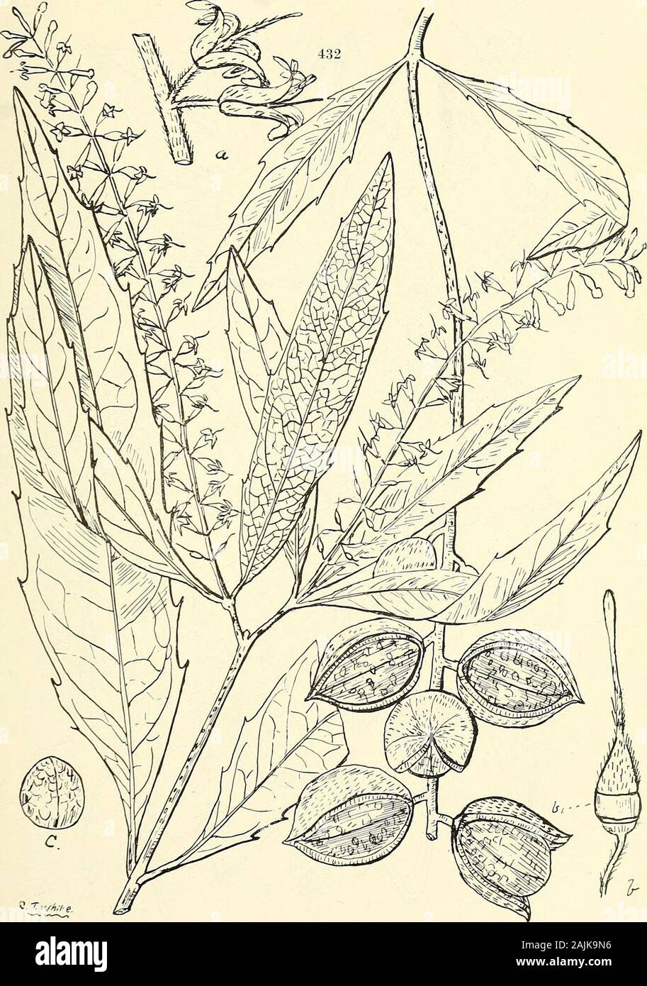 Comprehensive catalogue of Queensland plants, both indigenous and naturalised To which are added, where known, the aboriginal and other vernacular names; with numerous illustrations, and copious notes on the properties, features, &c., of the plants . CT-W^re. 430 and 431. Forms of Macadamia ternifolia, F. v. M. CXI. PROTEACE^. 4i:. 432. Macadamia Lowii, Bail. (a) Two flowers on the rhachis, (b) pistil, (bi) hypogynous glands united in a ring,(c) a nut, showing putamen. 446 CXI. PROTEACE^E. Stock Photo