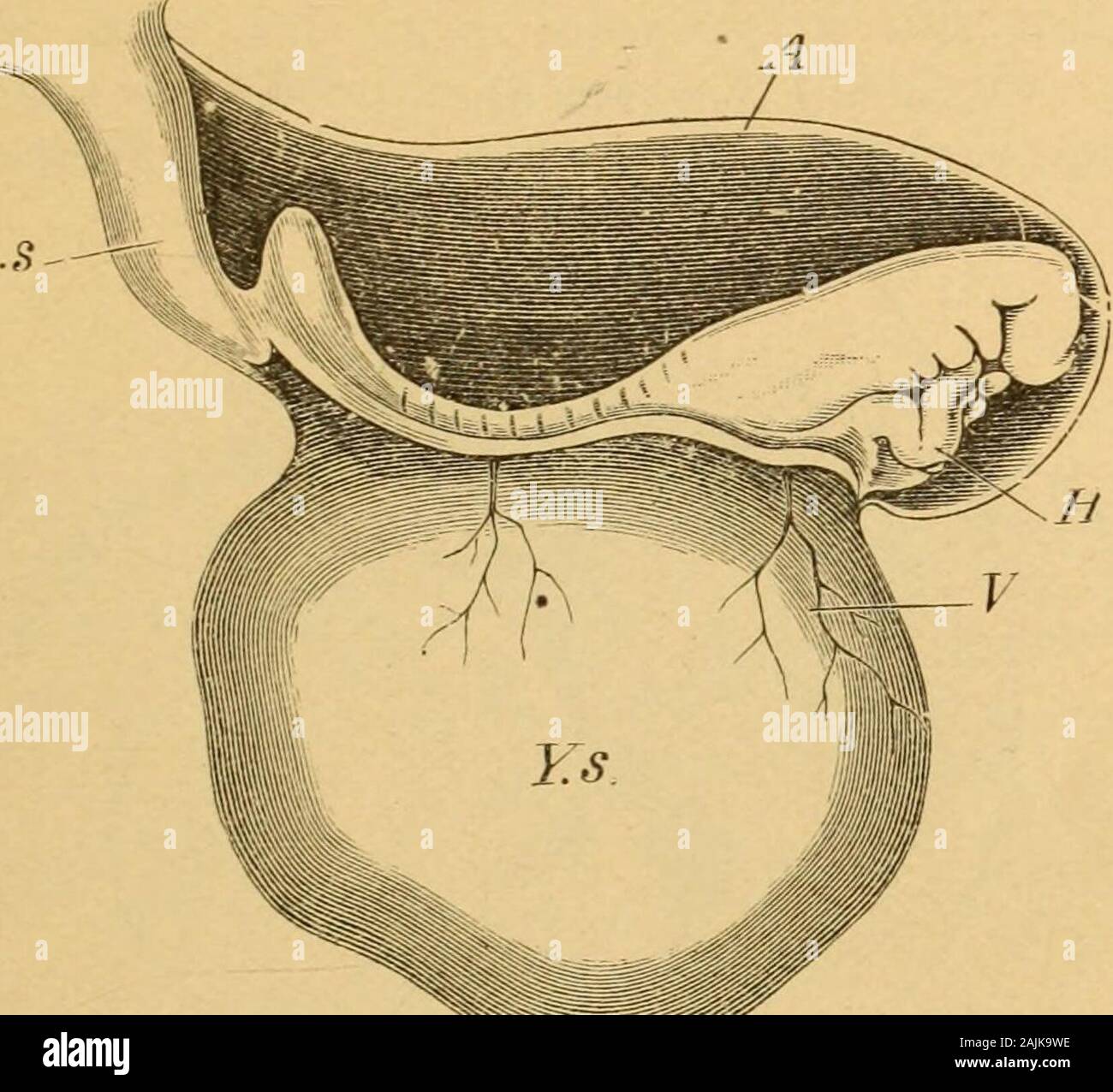 A manual of practical obstetrics . Hiss ovum, seen from right side. X 20 A. Amnion. A. s. Allantoisconnecting with Ch., a part of the chorion. H. Heart. V. Bloodvessels ofT. s., yolk sac, or umbilical vesicle. N. Neural groove for spinal canal. 28 and 29, page 83, was found in the womb of a woman whocommitted suicide. It was flattened from side to side, somethinglike a biconvex lens, the surface facing the decidua reflexa(shown in Fig. 29) being more convex than the other. Fringesof villi projected only from its borders, the central portions ofboth surfaces being bald and circular, that toward Stock Photo