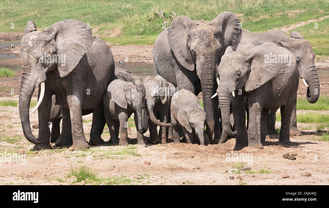 Family group of elephants digging in the Tarangire River bed for water to drink Stock Photo