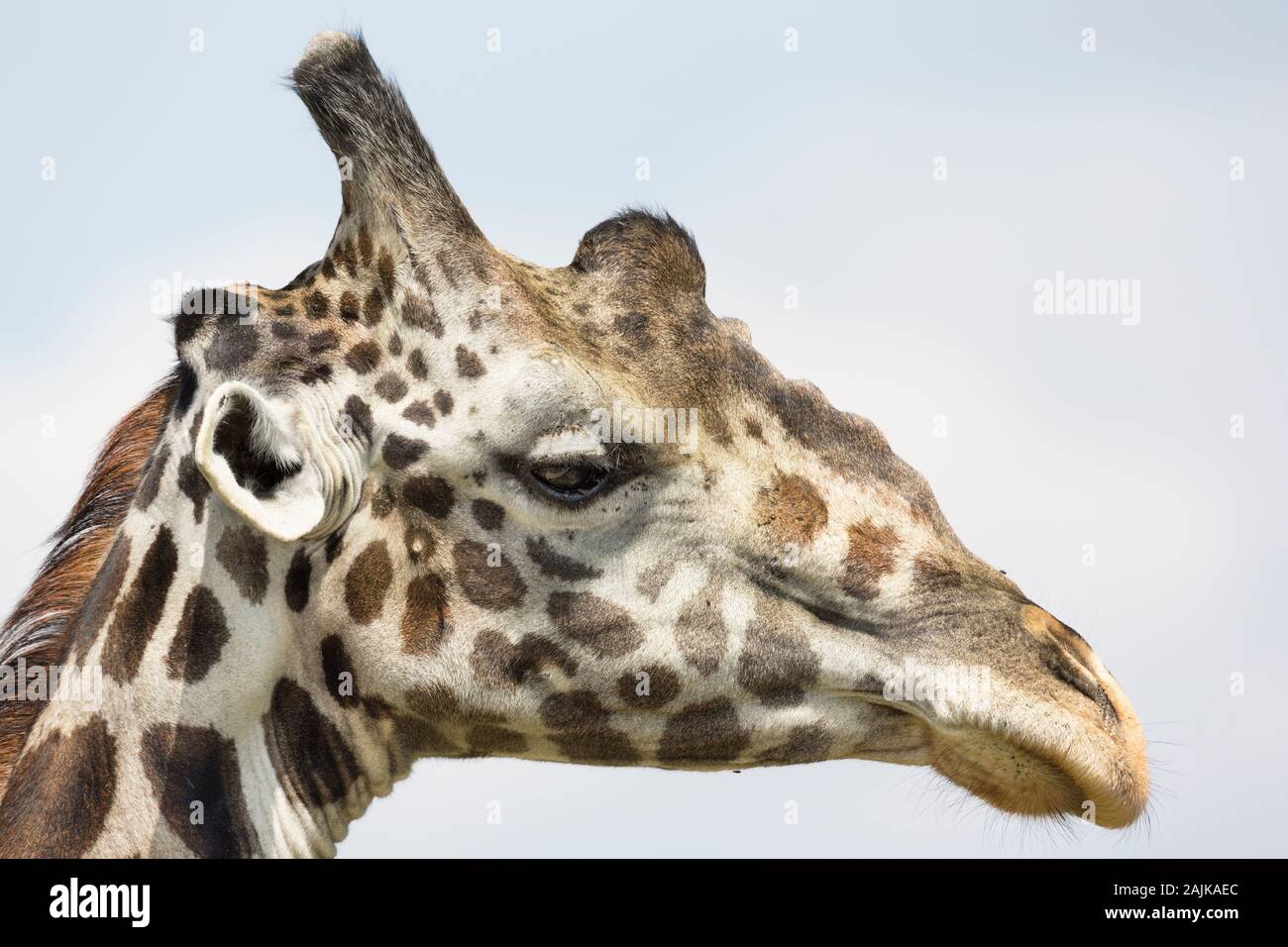 Close up view of the head of a male giraffe in profile Stock Photo