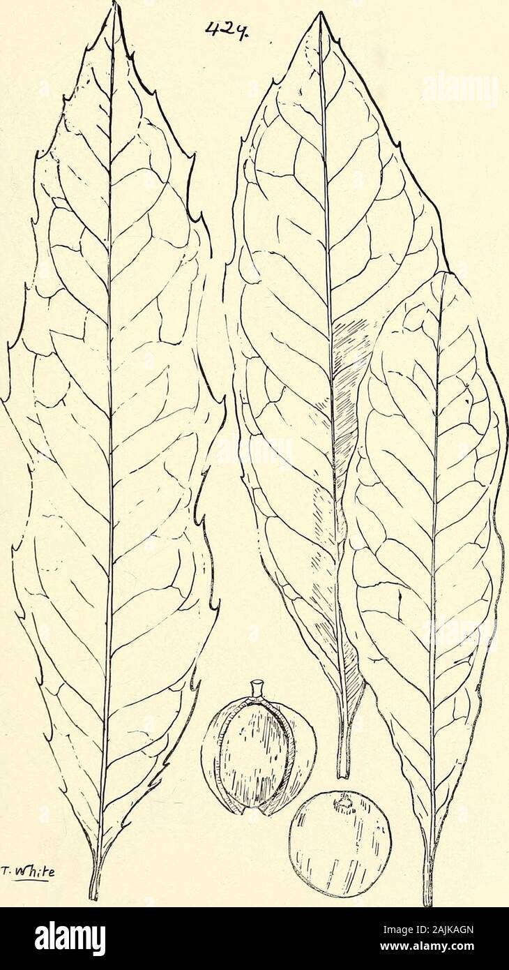 Comprehensive catalogue of Queensland plants, both indigenous and naturalised To which are added, where known, the aboriginal and other vernacular names; with numerous illustrations, and copious notes on the properties, features, &c., of the plants . 428. Persoonia tenuifolia, R. Br. (a) Portion of branchlet with leaves, (b) a flower, (c) frontal view of a perianthsegment, (d) dorsal view do., (e) young fruit, (f) mature do., (g) sect, do., (h)pistil, (a), (h), (c), (d), (g), and (h) enl. ; (e) and (f) nat. size. CXI. PROTEACE,E. 443. e.T.vThfre. 429. Macadamia ternifolia, F.v.M. 444 CXI. PROT Stock Photo