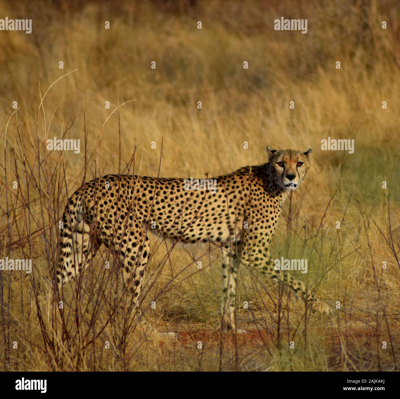Side view of a beautiful cheetah walking from left to right through the dry and tall grass of African savannah and looking directly into the camera Stock Photo