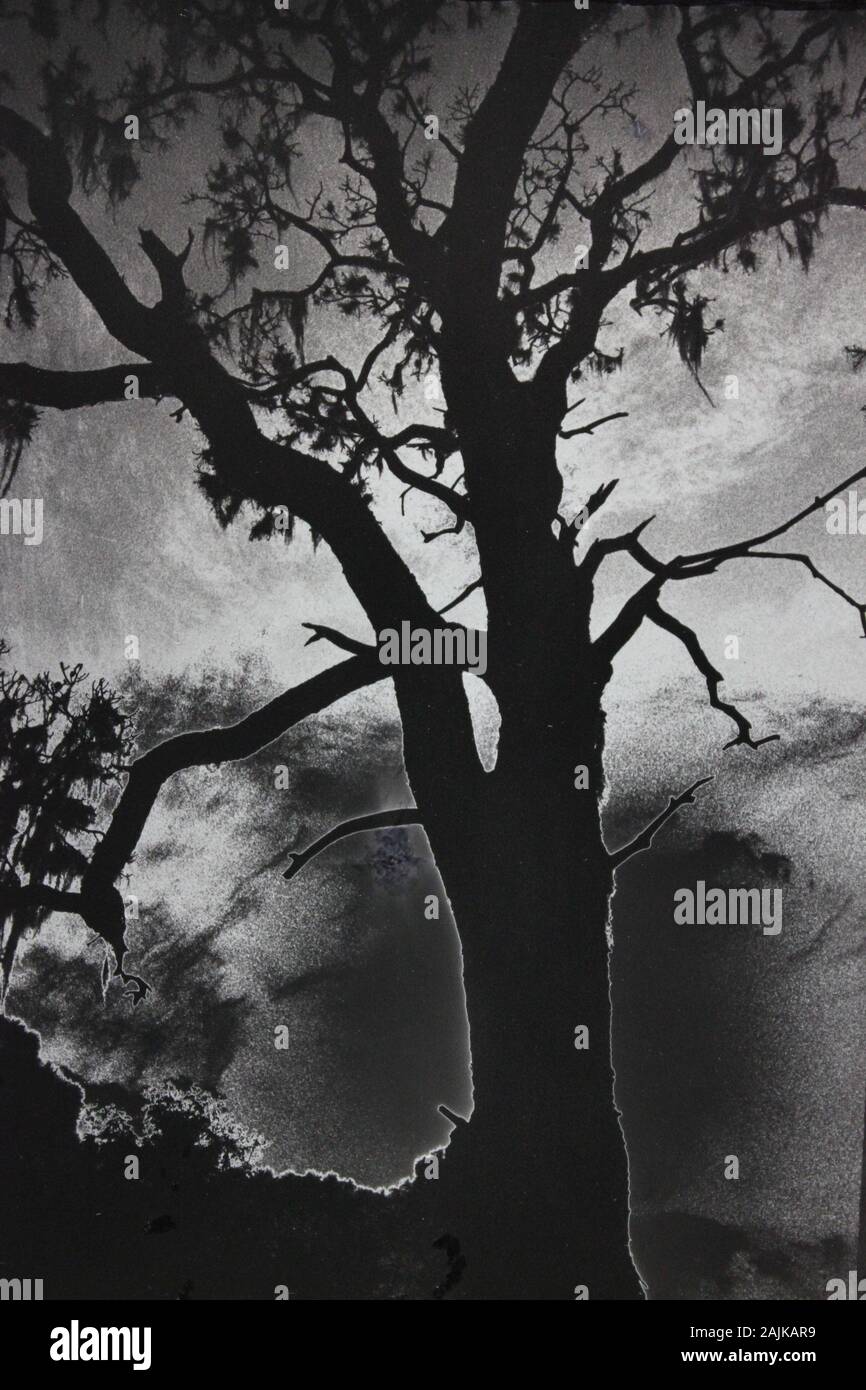 Fine 1970s vintage black and white photography of the beauty of nature ...
