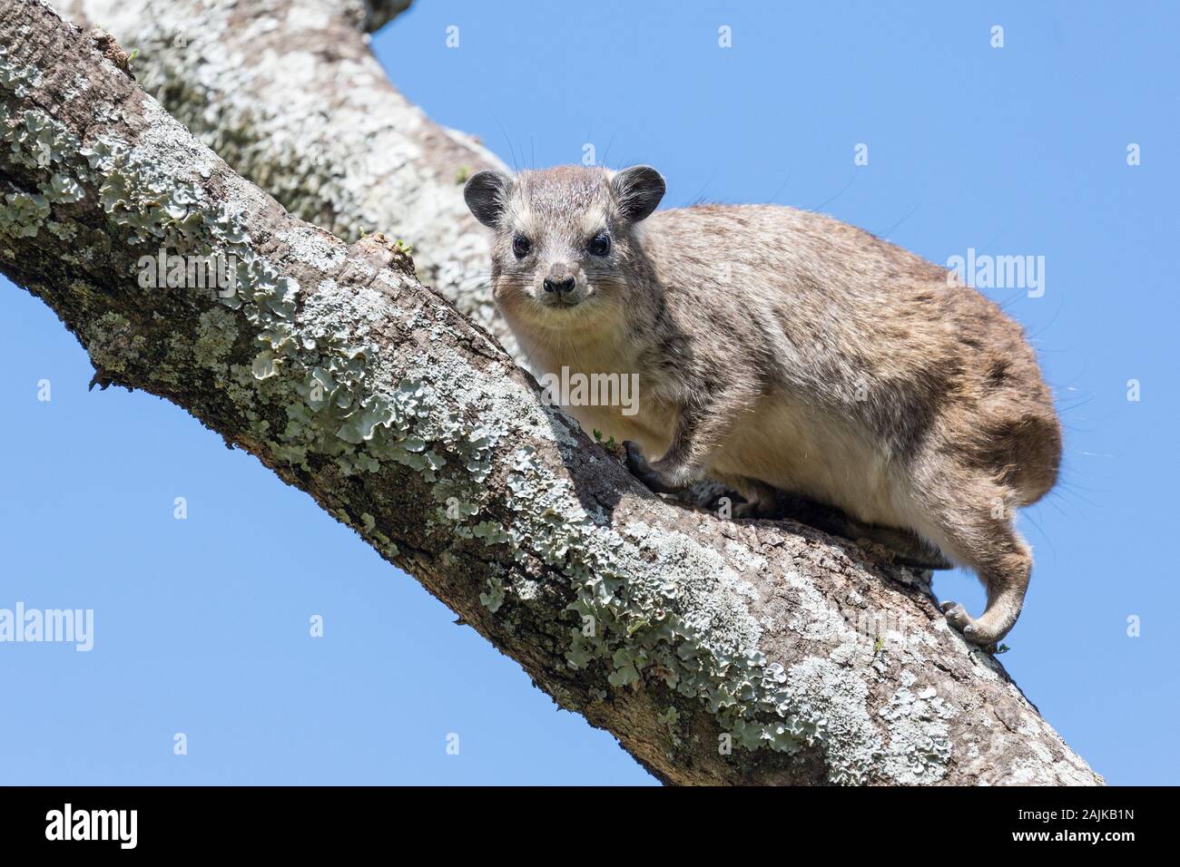 Rock hyrax climbing a lichen covered tree in the Serengeti Stock Photo