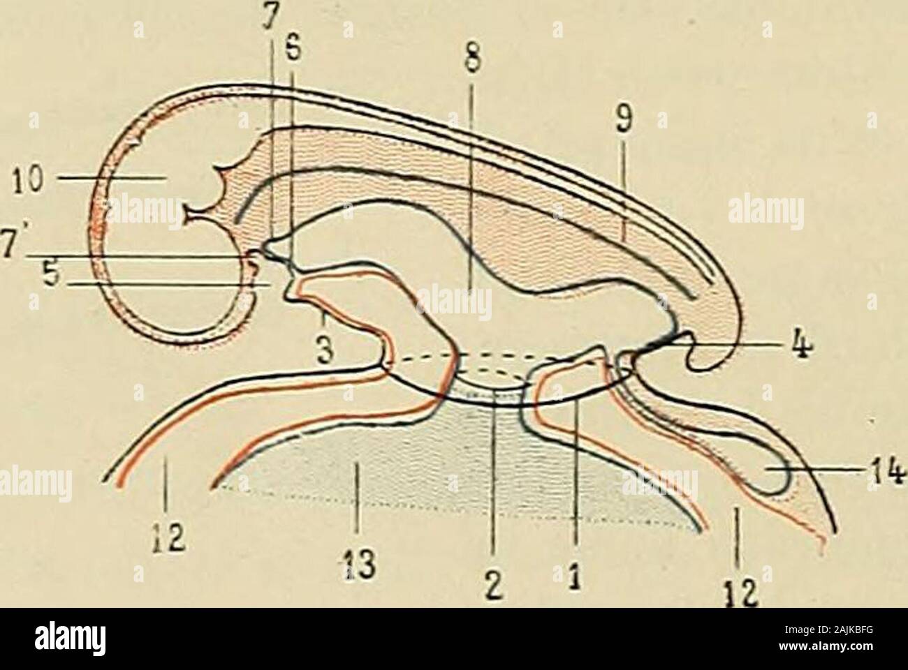 Anatomie du cheval — Wikipédia, image size:1300x960
