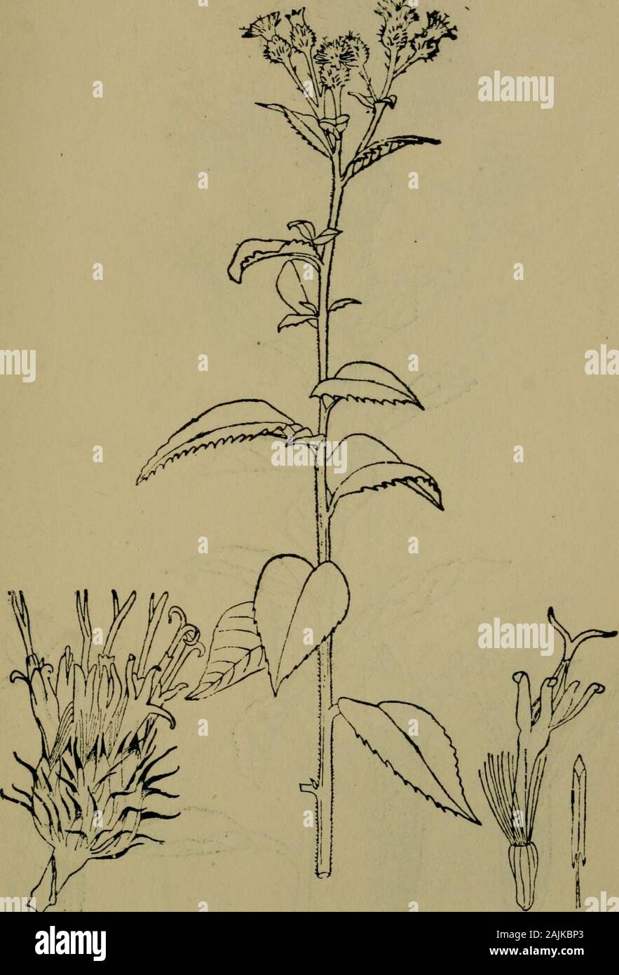 The flora of the Nilgiri and Pulney Hill-tops . D. R, Fyson del. VERNONIA FYSONI Calder, ^Nat. COMPOSITE 375. Z&gt;. R. Fyson del. VERNONIA PENINSULARIS Clarke, i Nat. 376 COMPOSIT.E 4fw^- Stock Photo