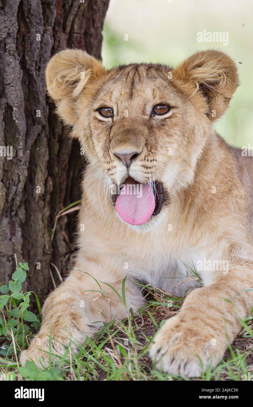 A cute lion cub sticking its tongue out as it yawns in the Serengeti Stock Photo