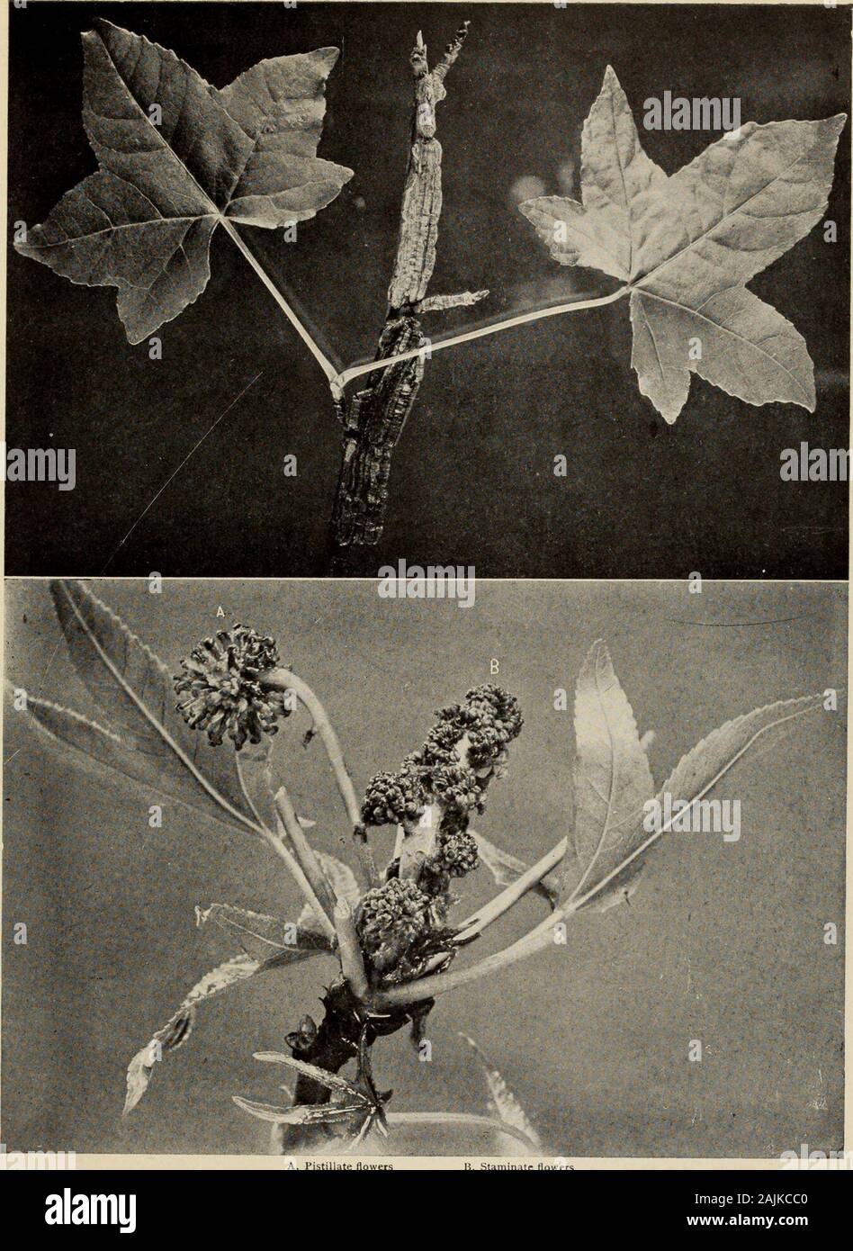 The tree book : A popular guide to a knowledge of the trees of North America and to their uses and cultivation . d) California sycamoreBB. Leaves with variable lobes, often finger-like and 8 to10 inches long. (P. Wrightii) Arizona sycamoreAAA. Fruits 2 to 4 on each stem; seeds pointed; leaves deeplylobed, broader than long. (Exotic.) (P. orientalis) oriental plane There are six species of the genus Platanus found in theNorthern Hemisphere, and equally divided between the Old andNew Worlds. The geologist finds evidences of much widerdistribution for our sycamore than it now enjoys. The Arcticre Stock Photo