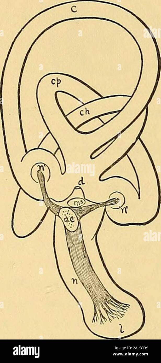 Journal of morphology . Ctit 9. — The right internal ear ofAlligato7 mississippiensis, seen fromthe outer face. Figure after G. Ret-zius. The figure outlines do notbring out the relations of the partsdistinctly, and only the more impor-tant parts are lettered, ac, auditorynerve; (5, pars basilaris cochlese auct.;c, anterior canal; ch, external canal;f/, posterior canal; /, lagena; w, cris-tje acusticse of the ampullae; s, sac-culus.. Cut TO. — The right internalear of Turdus imisica, seen fromthe inner or neural face. Figureafter G. Retzius. The letters areplaced only on those parts of theorga Stock Photo