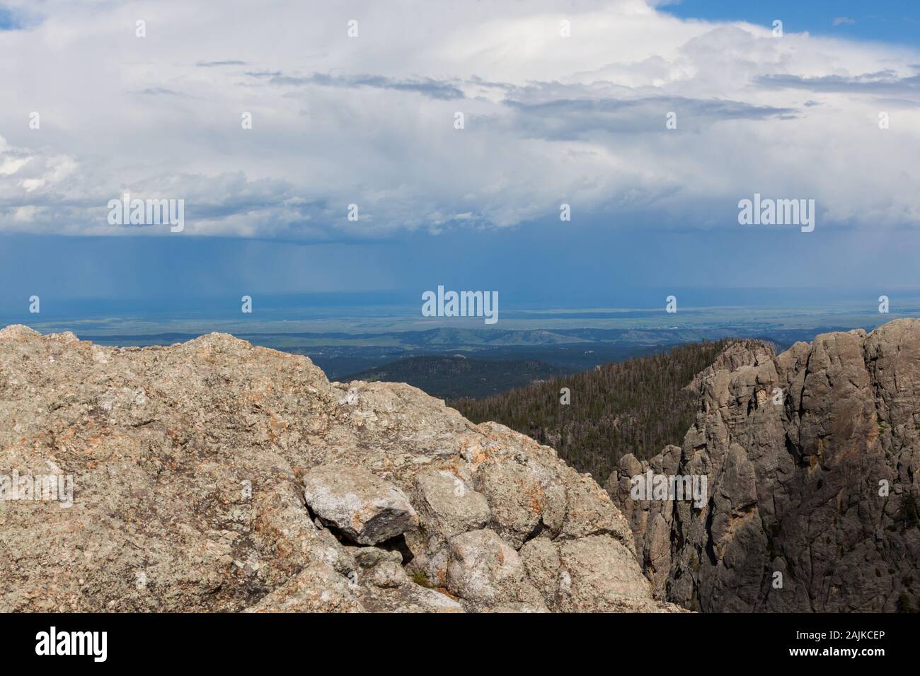 Pine Needles Stock Photos Pine Needles Stock Images Page 9 Alamy