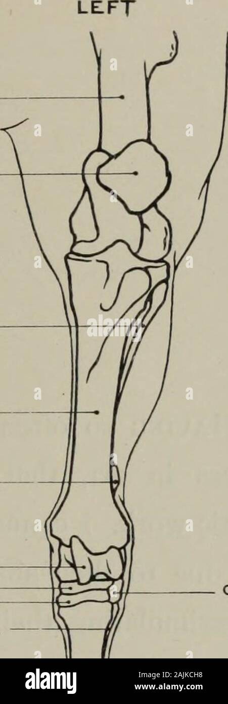 Modelling; a guide for teachers and students . FEMUR PATELLA FIBULA ...