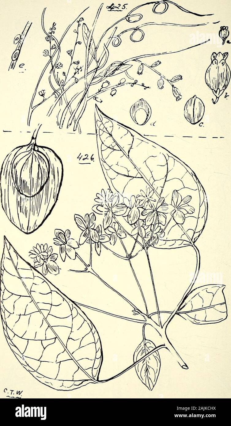 Comprehensive catalogue of Queensland plants, both indigenous and naturalised To which are added, where known, the aboriginal and other vernacular names; with numerous illustrations, and copious notes on the properties, features, &c., of the plants . 422. Cassytha glabella, R. Br. 423. C. pueescens, R. Br. 424- C. FILIFORMIS, R. Br. 438 CX. LAURINEvE.. 425. Cassytha racemosAj Ne.es. (a) and (b) Fruits enclosed in the calyx, (c) fruits, calyx removed, (d) section fruit,(e) haustoria. (a) nat. size; (b) — (d) enl. 426. Hernandia bivalvis. Be nth. (Fruit shown with one of the valves of the involu Stock Photo