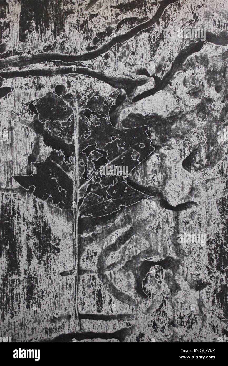 Fine 1970s Black And White Photography Of Nature Made Into An Abstract Portrait Stock Photo Alamy