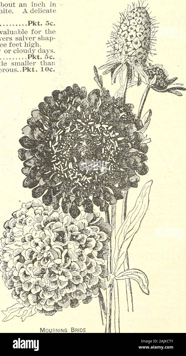 Seed annual 1908 . pendages in the center and are white or different shades of red.. Pkt. 5c. Ct^X^ Ova lie Very pretty, herbaceous plants with richly colored i^^^iC^^/^^ XailS blossoms. They thrive Avell in a mixture of loam .^^C* f^ ^ and sand. Desirable for greenhouse decoration, rock work or ^^^., =^^ baskets. Half hardy perennial. WC^4 ^^r^r^^sk Rosea, rose colored Pkt. 10c. ^^f^^d^ ^^ MOURNING BRIDE (Scabiosa or Sweet Scabious). This is one of the most attrac- /W - tive of the old fashioned flowers. Its great abundance and ^^79^V!iV^&lt; long succession of rich colored fragrant blossom Stock Photo