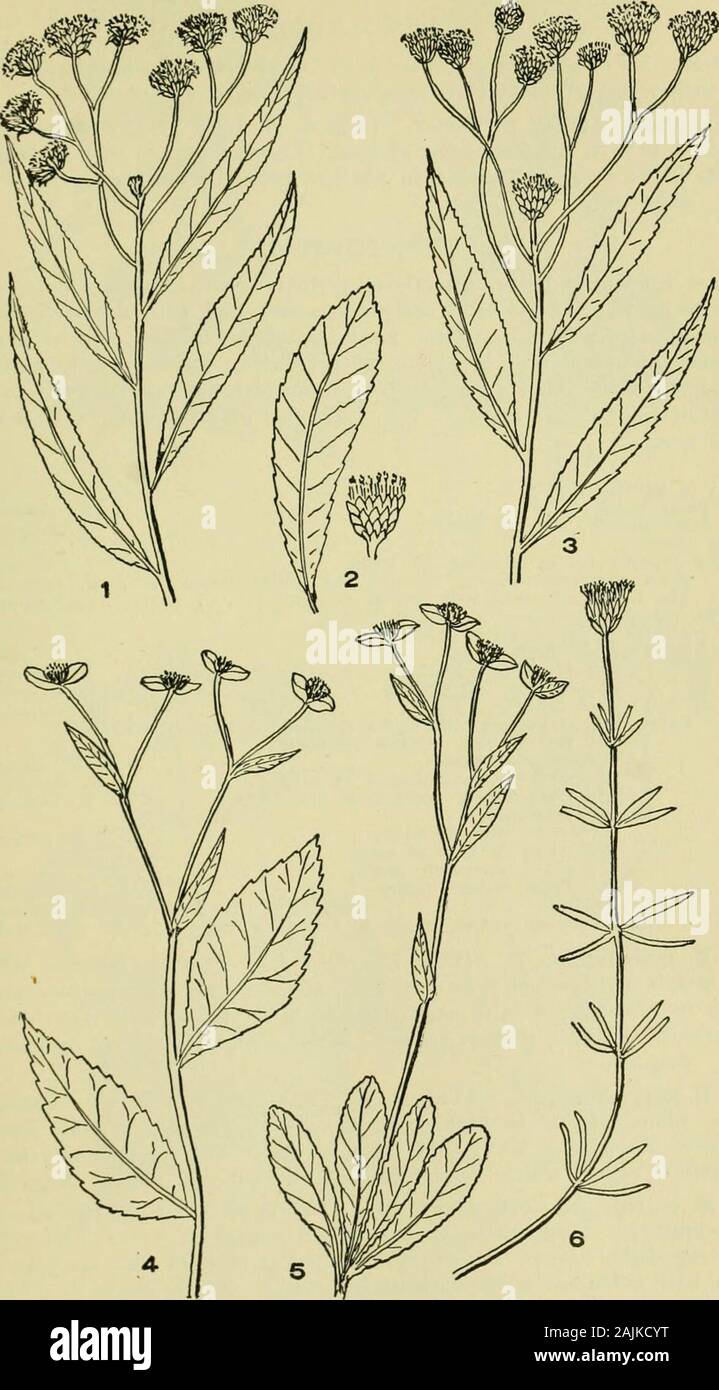 An illustrated guide to the flowering plants of the middle Atlantic and New England states (excepting the grasses and sedges) the descriptive text written in familiar language . (Fig. 3, pi. 169.) Tall Iron-weed. (V. gi-gantea, (Walt.) Britton.) Plant slender, 5 to 10 ft. high, not hairy oronly sliglitly so. Leaves tliin, lance-shaped, 4 to 12 in. long, finely toothed.Flower heads in a broad nearly flat cluster. Moist soil, Pennsylvania andsouthward. July-Sept. 2. ELEPHANTOPUS, L. Rough liorbs, witli alternate or basal leaves and heads of flowers sub-tended by large leaf-like bracts. The heads Stock Photo