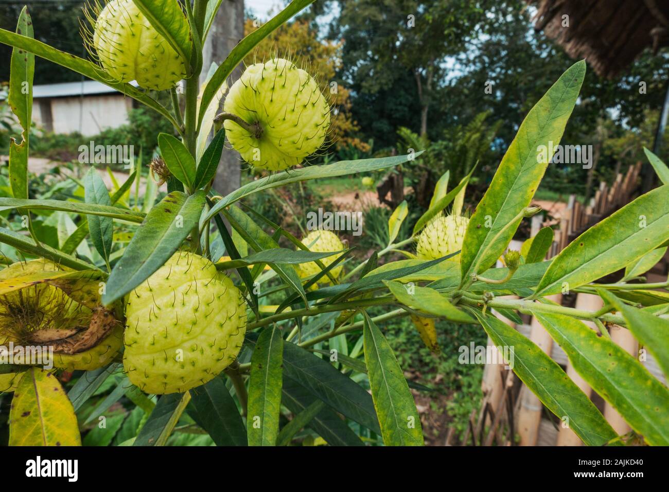 The spiky green hairy balls of a balloon plant, gomphocarpus physocarpus, growing in Thailand Stock Photo