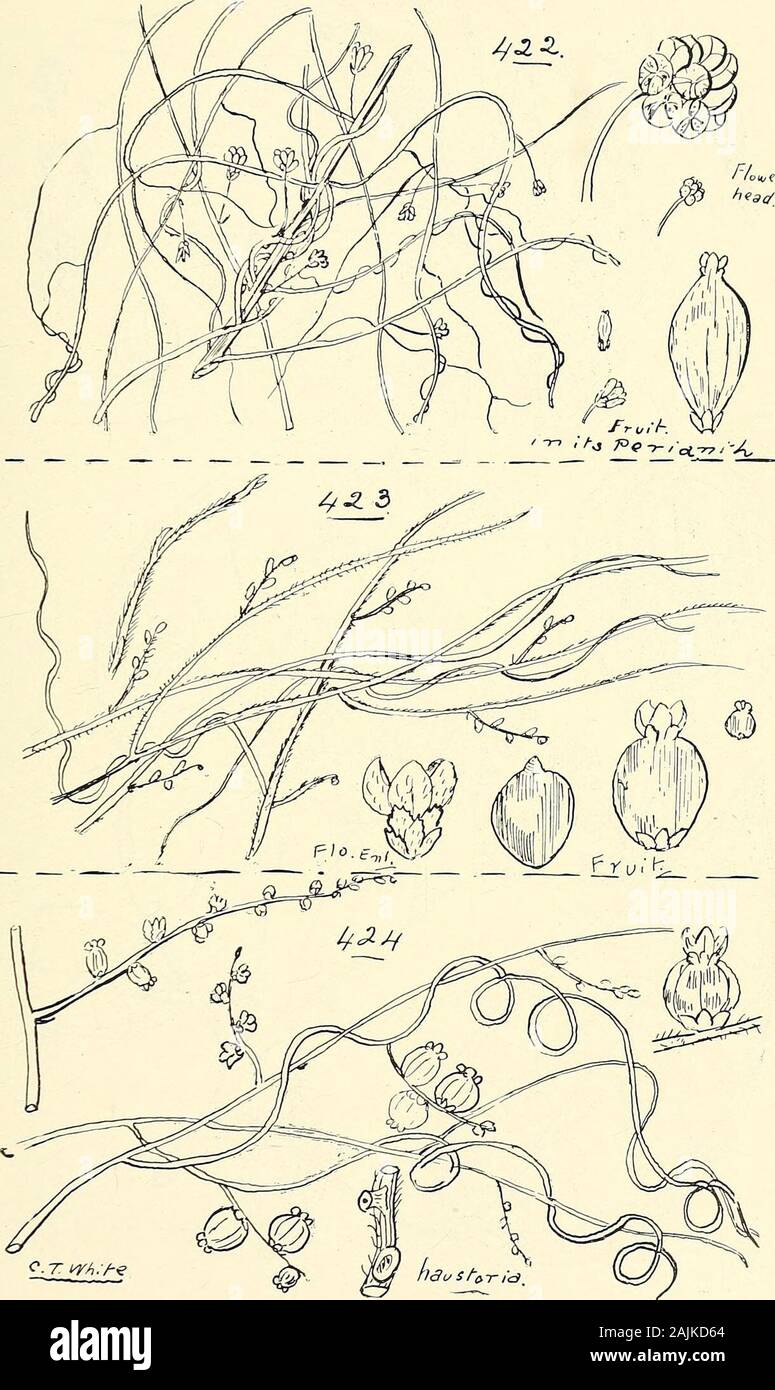Comprehensive catalogue of Queensland plants, both indigenous and naturalised To which are added, where known, the aboriginal and other vernacular names; with numerous illustrations, and copious notes on the properties, features, &c., of the plants . 421. Litsea reticulata, Benth. et Hook. CX. LAURINE^:. 437. 422. Cassytha glabella, R. Br. 423. C. pueescens, R. Br. 424- C. FILIFORMIS, R. Br. 438 CX. LAURINEvE. Stock Photo