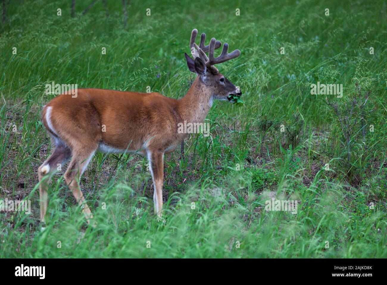 A white tail buck in springtime with growing antlers covered in velvet and eating grass and leaves in a green field. Stock Photo
