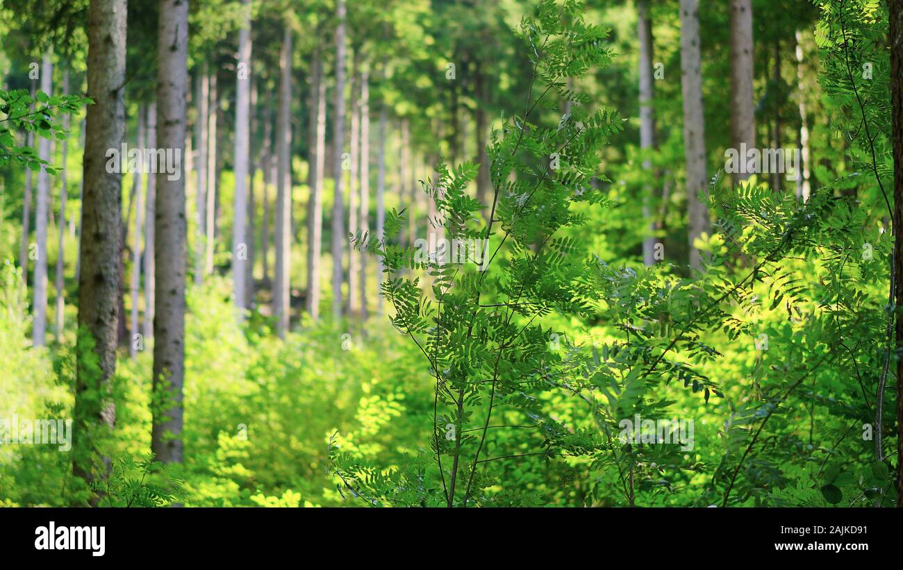 Close up of ferns hi-res stock photography and images - Alamy