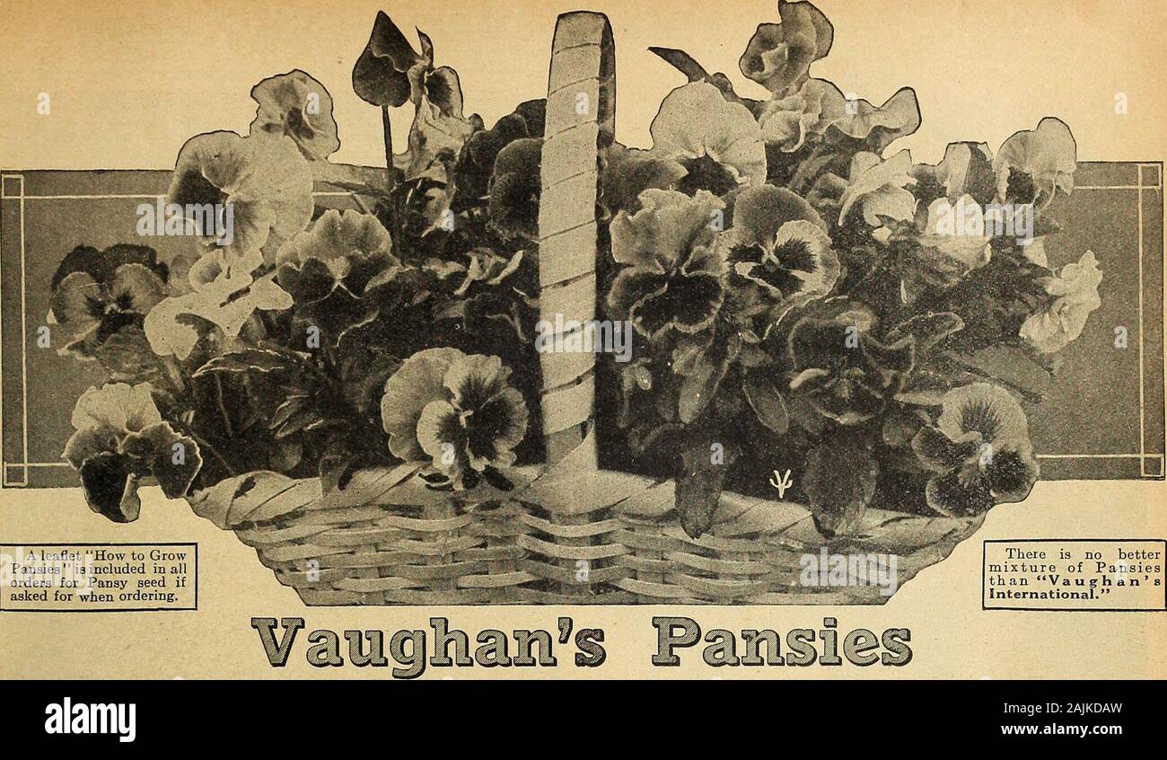 Vaughan's seed store . Special Offer 23901 oz. each Nastur-tium, VaughansSpecial Tall andDwarf Mixture, 25c. 2592 PASSIFLORA Coerulea Grandiflora (Passion Flower) Pkt. § 15 ft. Southern Beauty. A beautiful vine forgreenhouse and window. Few effects are more charmingthan the Blue Passion Flower covering a greenhousewall with its rich green foliage and sky-blue flowers,followed later by an abundance of handsome fruit 10 2593 Gracilis. Blue and white 10 2595 PENNISETUM Longistylum © ft. An Abyssinian Pkt. grass with long feathery bearded bristles Yi oz. 30c 10 2596 Ruppelianum. The spikes are lon Stock Photo