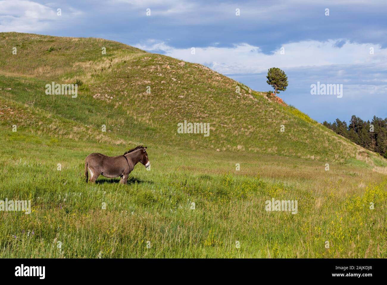 A feral donkey that is a resident of Custer State Park in South Dakota