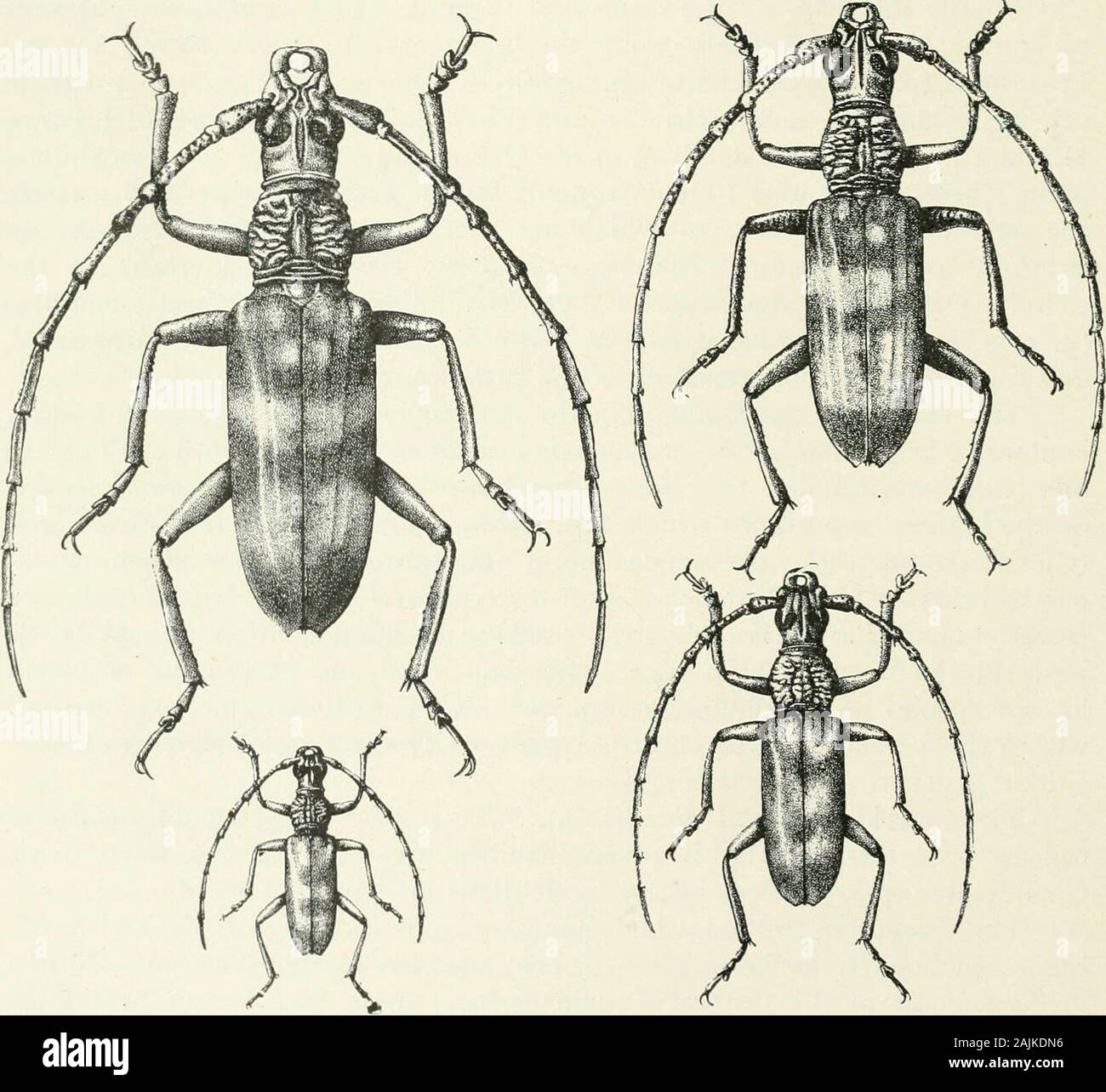 Indian forest insects of economic importance Coleoptera . iinalia in ...