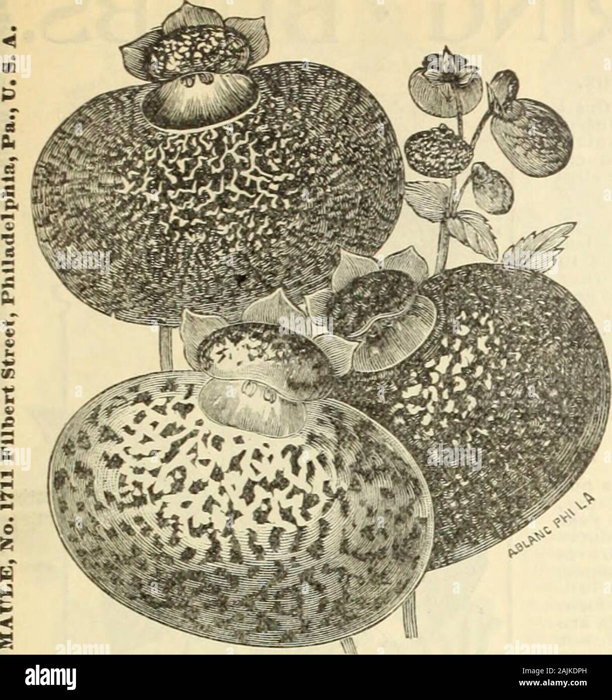 Maule's seed catalogue : 1896 . COE.EA SCANDENS. LOPHOSPEBMTTM—SCANDENS.. CALCEOLARIA HVBRIDA—FIKE MIXED, CAIiCEOLARIA.-Highly ornamental,both for conservatory and garden; pro-ducing a mass of beautiful pocket-like CHOICE 5ELECT 5EED5 FOR GREENHOUSE and WINDOW-CULTURE In the following list will be found seedsof plants taat are adapted to house-culture,and while it requires careful treatment togrow them successfully, it is an interest-ing study to watcb, day by-day, the devel-opment of these rare andbeautiful plants.ABUTIIiON.-CAtnese Bill Flower.Beautiful green-house shrubs of ftroiiggrowth, a Stock Photo