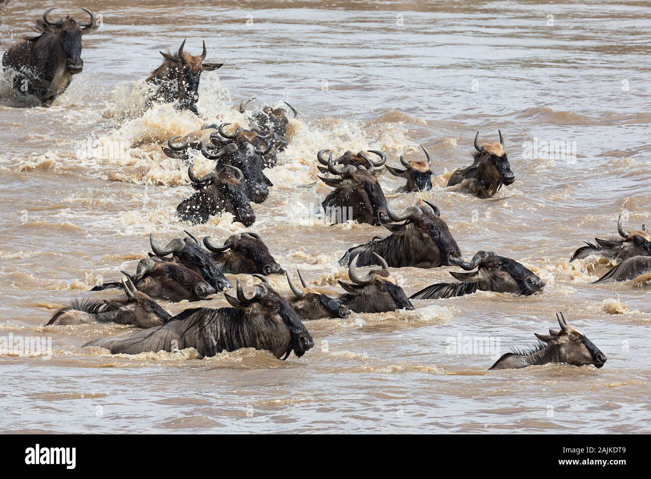 Migrating blue wildebeest crossing the Mara River in the Northern Serengeti Stock Photo