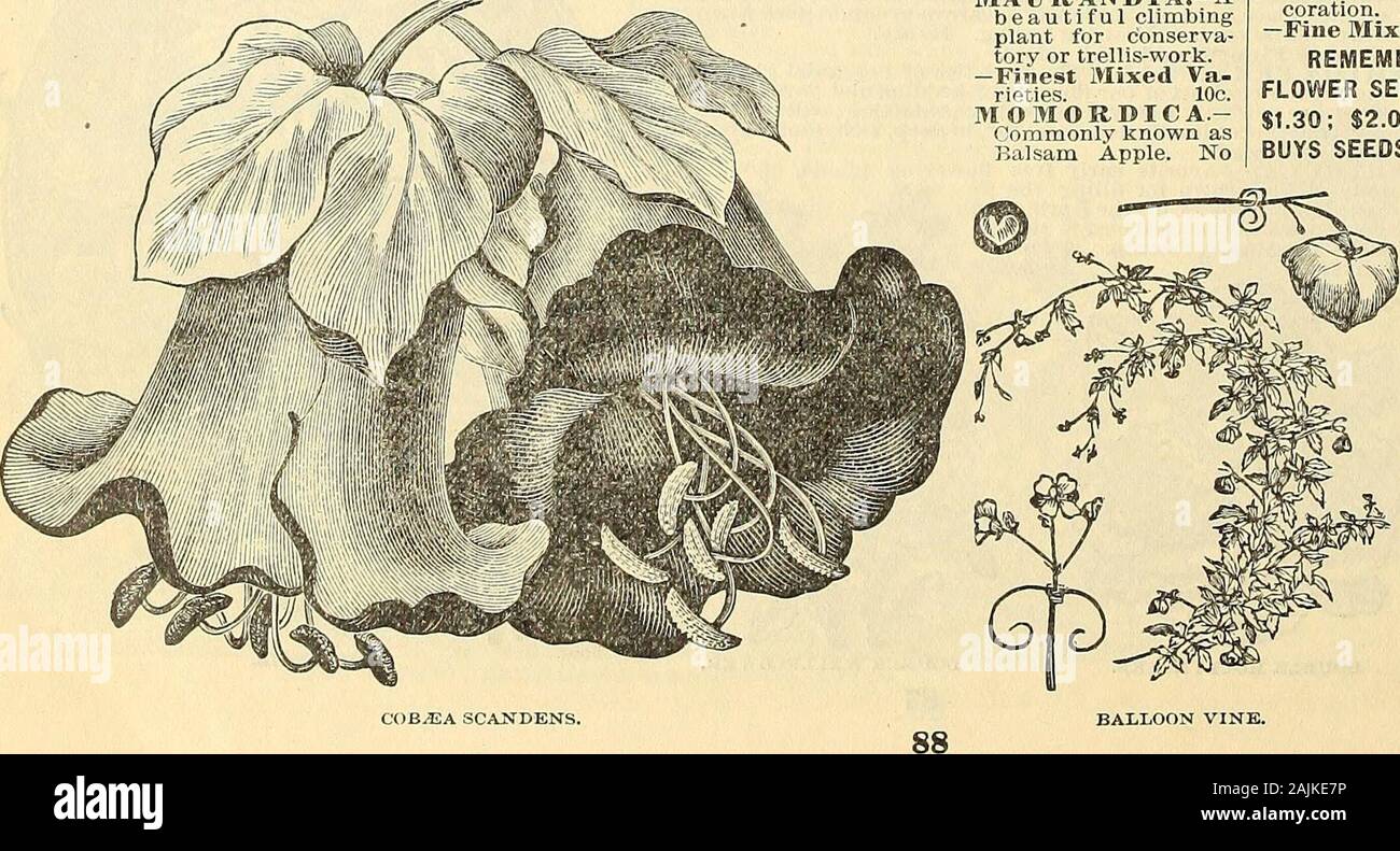 Maule S Seed Catalogue 16 5c Tropceolum Ad Banks Covering Trailing Plant Cansurpass This In Strik Ing Maule S Seed Catalogue 16 5c Tropceolum Ad Banks Covering Trailing Plant Cansurpass This In Strik Ing