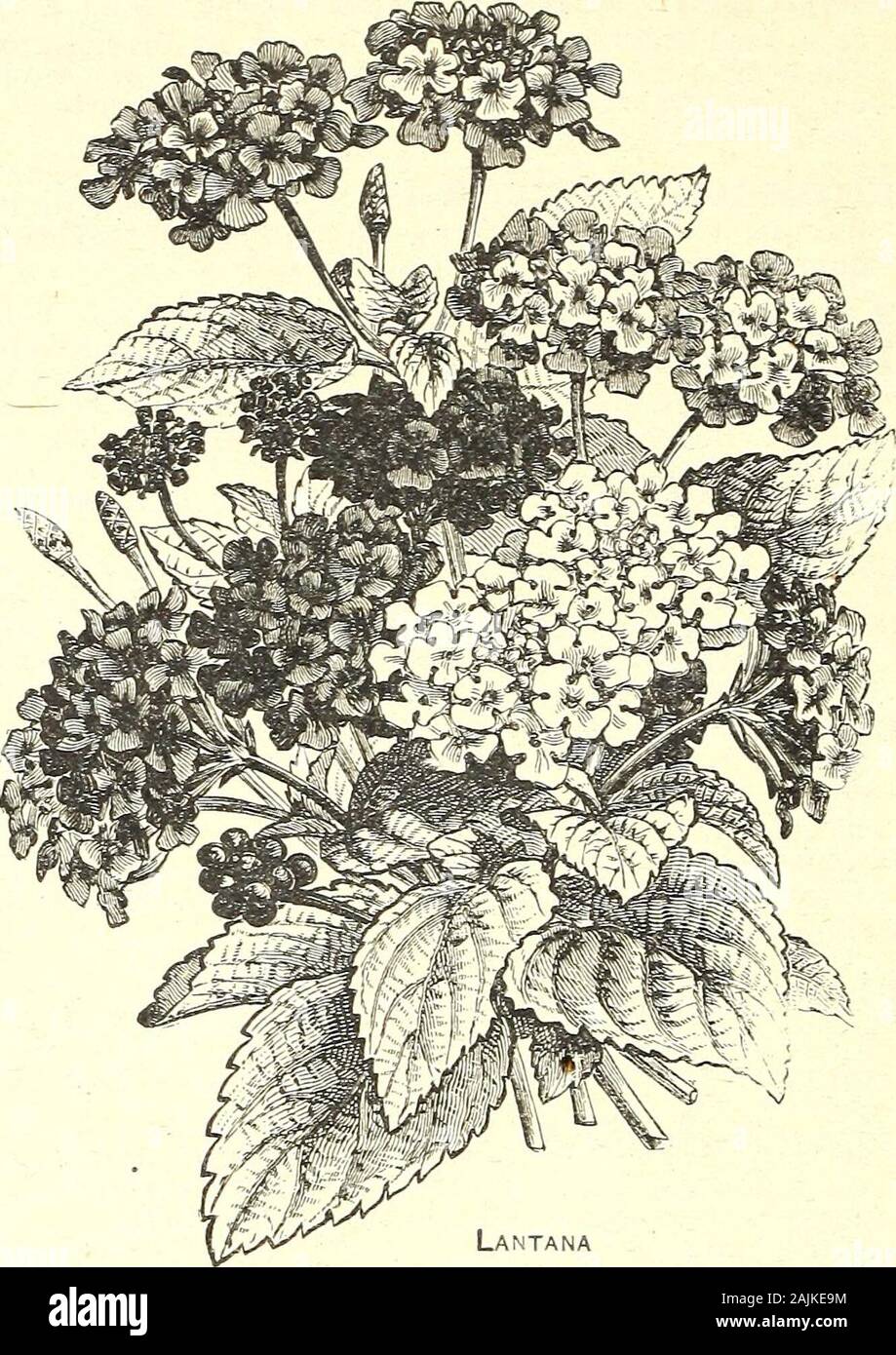 Seed annual 1908 . t high Pkt. 10c. LONDON PRDE—{See Lychnis Chalcedonica). Lophospermum Scandens gr^vfng^cifmb^ ers, reaching a height of ten or twelve feet; excellent forcovering trellis work. Flowers large and bright violetpurple. Tender perennial • Pkt. 10c. T nvipa drpiQS {Eragrostis elegans). A very pretty^-^ ^ ^ ^-** ciDO species of ornamental grass, growing one foot high; good for winter bouquets; hardy annual.Pkt. 5c.LOVE GROVE—(-See Nemophila). ¥ • li/E* J. i^^igeUa)- This sin- LOVG-m-SL-lVllSL S^^^r plant is alsoM^Jir%^ AAA «A J.TAA01. known as Lady-in-the- Green and as De%il-in-a Stock Photo