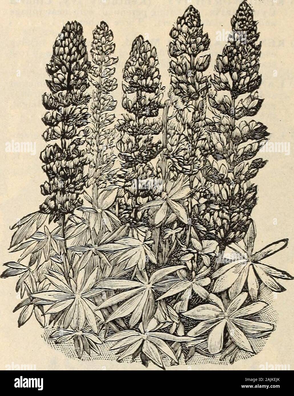 Farquhar's catalogue of seeds 1900 : plants, bulbs tools fertilizers, sundries . LUPINUS, ANNUA No. Pkt 4825 LOTUS Jacobeus. Free-flowering hardy annual with dark-brown Pea-shaped flowers; one foot 05 4830 Luteus. Yellow • ... .05 LOVE-LIES-BLEEDING. 320 See A maranthus, No. LUNARIA Biennis. See Honesty No. 4345. LUPINUS. (Lupin.) Showy hardy plants of easj cul-tivation, producing handsome spikes of brilliantlycolored flowers.4832 Aff inis. Free-growing hardy annual, deep blue, one foot • . • 05. LUPINUS ARBOKEUS SNOW QUEEN. Njo. Pkt. LUPUNIS — Continued. 4833 Arboreus. Tall spikes of bright y Stock Photo