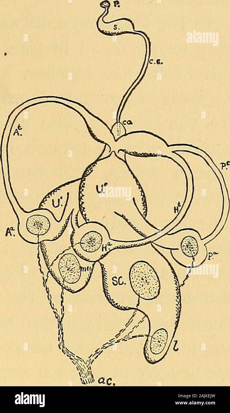 Utricule Ear canal diagram hi-res stock photography and images - Alamy