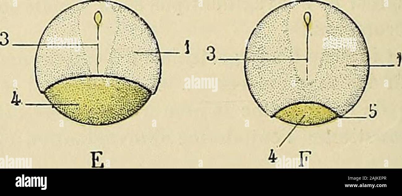 Traité d'anatomie humaine : anatomie descriptive, histologie, développement . D Fig. 427. Formation de la gastrula dans lœuf de poule [schématique). A à F, stades successifs de lenveloppement du jaune par le blastoderme. 1, blastoderme. — 2, écbancrurc du blastoderme (futur canal ncurcntérique). — 3, ligne primitive (gasiroporc). —4, jaune. — 5, lécitliopore. autre chose quune partie spécialisée de ce bord denveloppement ou du blasto-pore. Dans lœuf de poule, le blastopore se dédouble donc en quelque sorte en unblastopore appartenant à la gastrula énorme remplie de vitellus nutritif, cest lebl Stock Photo